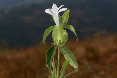 Barleria sepalosa, photographed by S.MORE