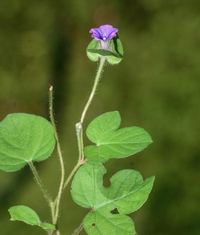 Ipomoea capitellata, photographed by S.MORE