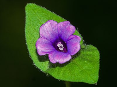 Ipomoea capitellata, photographed by S.MORE