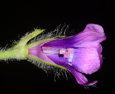 Ipomoea capitellata, photographed by S.MORE