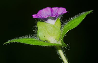 Ipomoea capitellata, photographed by S.MORE