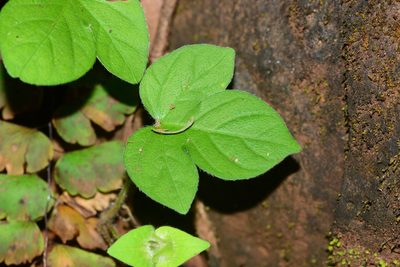 Ipomoea capitellata, photographed by S.MORE