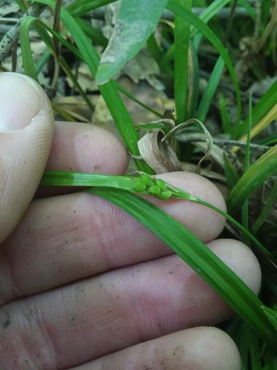 Carex abscondita, photographed by Will McFarland