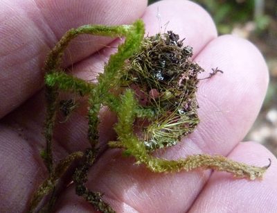 Cladomnion ericoides, photographed by Colin Meurk