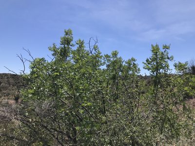 Juglans californica, photographed by Kylie Etter