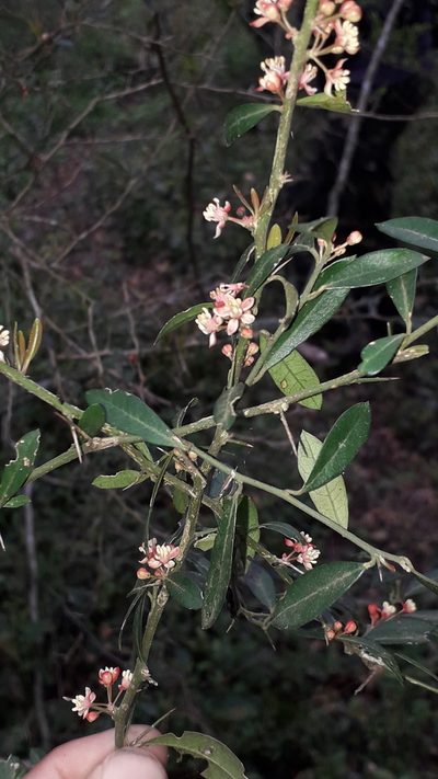 Castela tweediei, photographed by Eduardo Luis Beltrocco