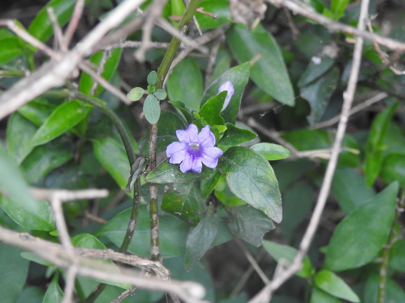 Ruellia erythropus, photographed by Eduardo Luis Beltrocco