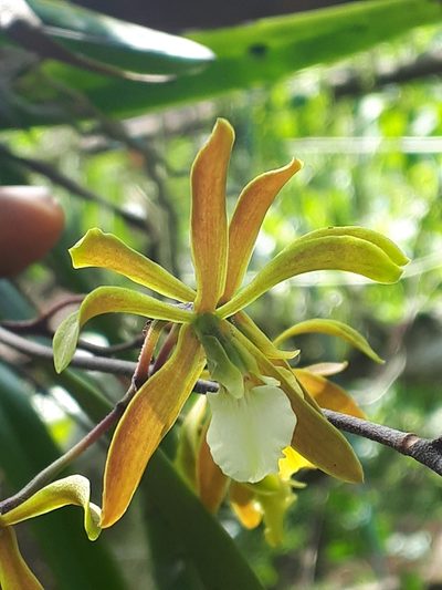 Encyclia stellata, photographed by EDMILSON FERNANDO JARQUIN LOPEZ