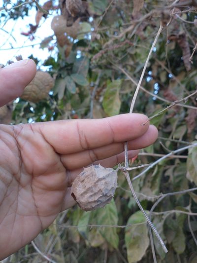 Luffa quinquefida, photographed by Juan Cruzado Cortés