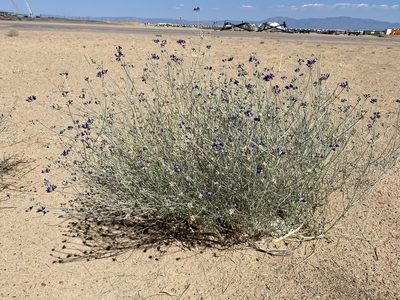 Psorothamnus scoparius, photographed by Elliott Gordon