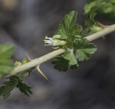 Ribes inerme, photographed by Craig Martin