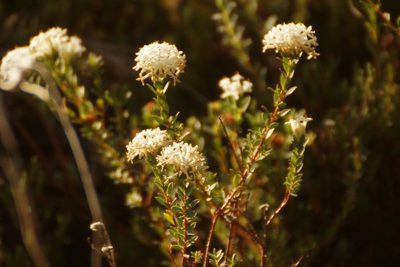 Pimelea glauca, photographed by Rod Lowther