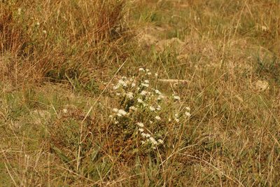 Pimelea glauca, photographed by Rod Lowther