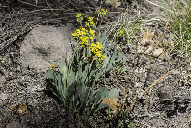 Senecio wootonii, photographed by Craig Martin