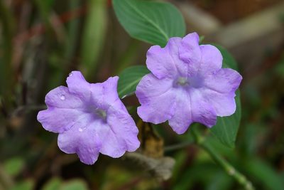 Ruellia breedlovei, photographed by Neptalí Ramírez Marcial