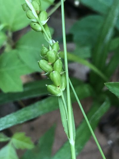 Carex corrugata, photographed by John Kees