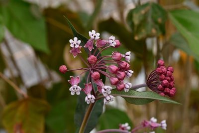 Asclepias pellucida, photographed by Neptalí Ramírez Marcial