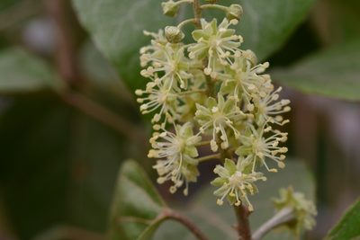 Croton guatemalensis, photographed by Neptalí Ramírez Marcial