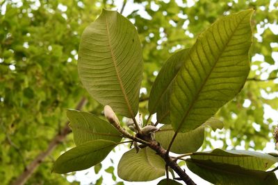 Magnolia sharpii, photographed by Neptalí Ramírez Marcial