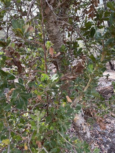 Banksia ilicifolia, photographed by Khands
