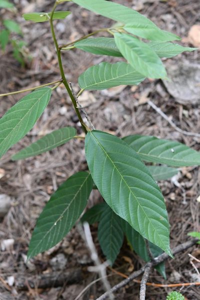 Frangula capreifolia, photographed by Neptalí Ramírez Marcial