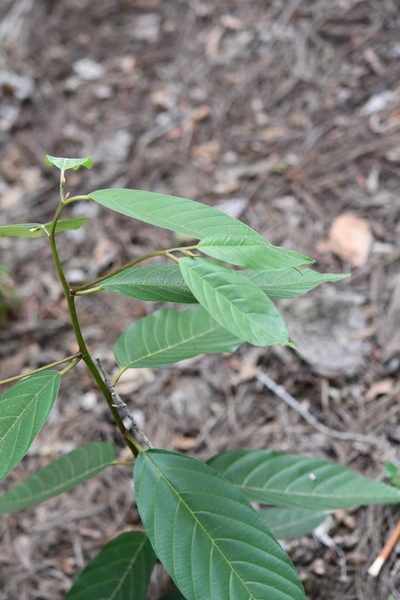 Frangula capreifolia, photographed by Neptalí Ramírez Marcial