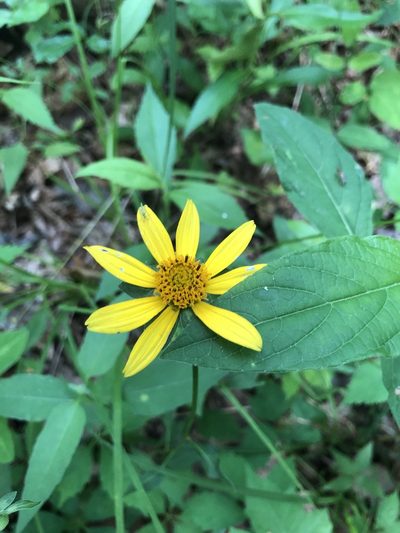 Heliopsis gracilis, photographed by John Kees