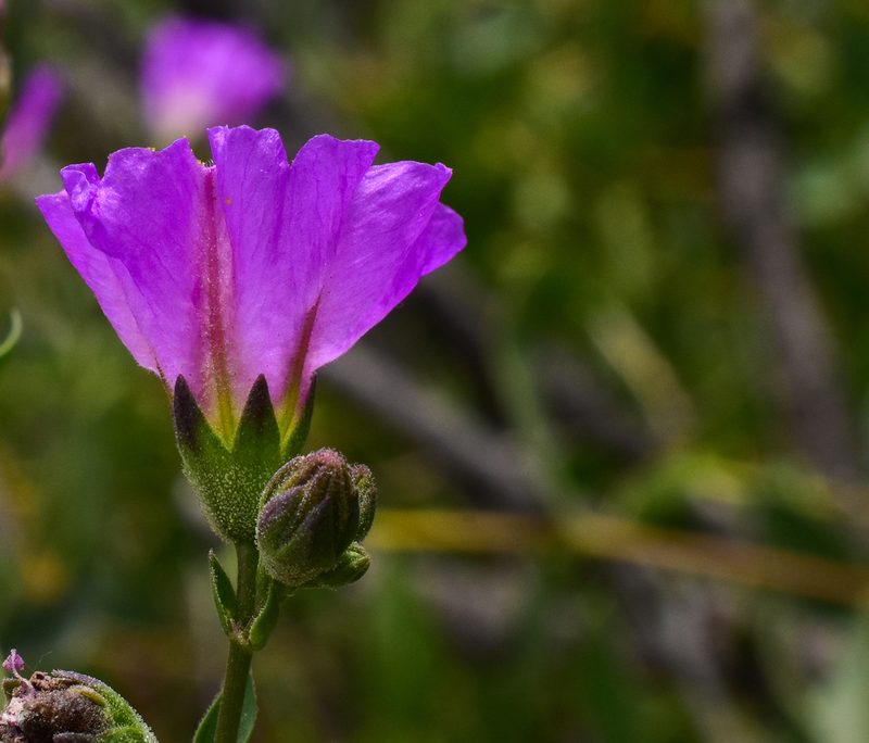 Mirabilis elegans, photographed by Nicolás Villaseca Merino