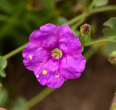 Mirabilis elegans, photographed by Nicolás Villaseca Merino