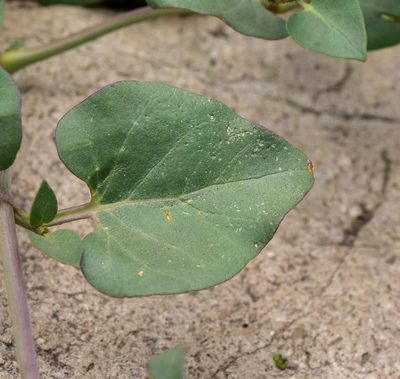 Mirabilis elegans, photographed by Nicolás Villaseca Merino