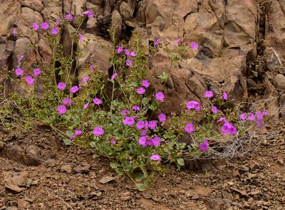 Mirabilis elegans, photographed by Nicolás Villaseca Merino