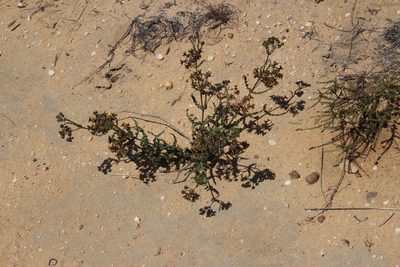 Asclepias crispa, photographed by Tony Rebelo