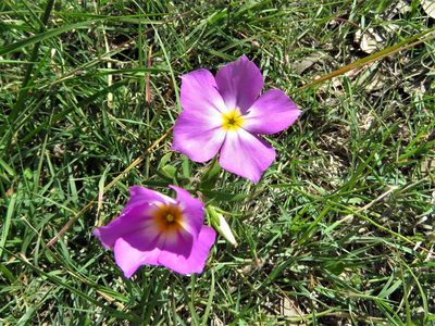 Phlox roemeriana, photographed by Annika Lindqvist