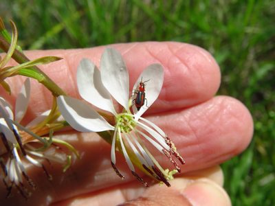Oenothera suffulta, photographed by Annika Lindqvist