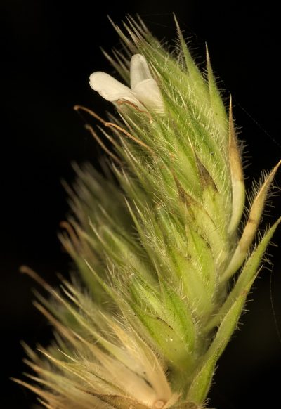 Lepidagathis incurva, photographed by portioid
