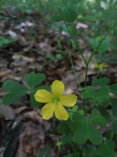 Oxalis florida, photographed by Will McFarland