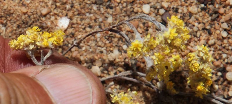 Helichrysum moeserianum, photographed by Tony Rebelo