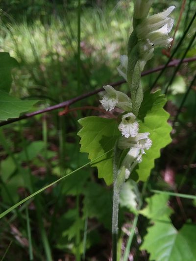 Spiranthes sylvatica, photographed by Will McFarland