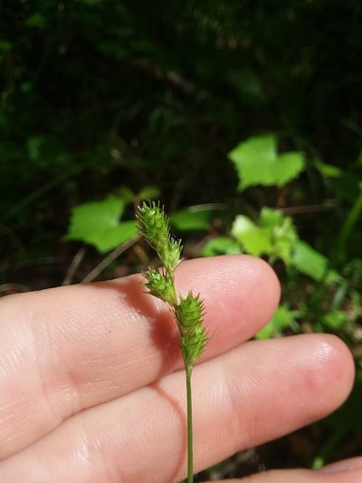 Carex festucacea, photographed by Will McFarland
