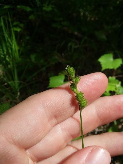 Carex festucacea, photographed by Will McFarland