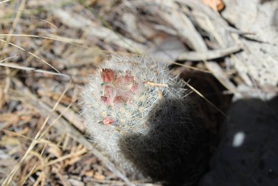Pelecyphora dasyacantha, photographed by Francisco Martínez González