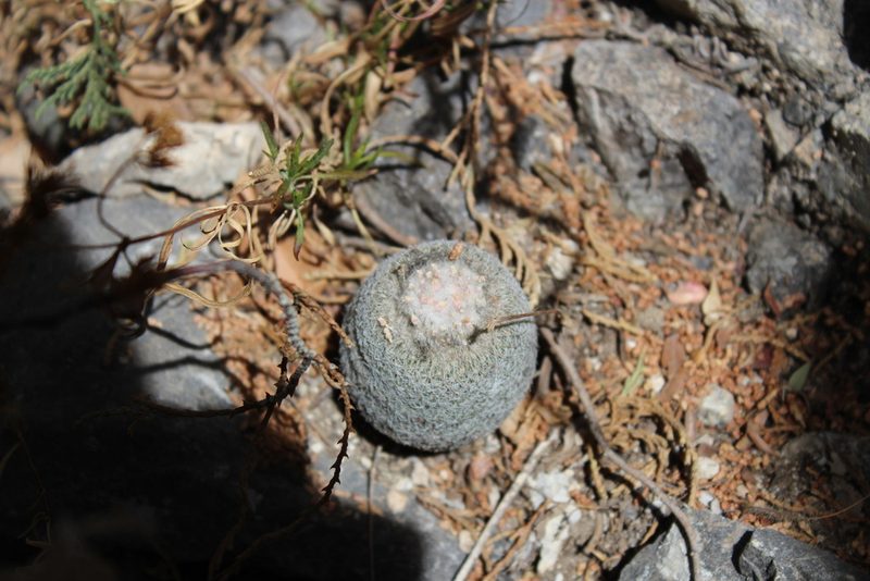 Epithelantha greggii, photographed by Francisco Martínez González