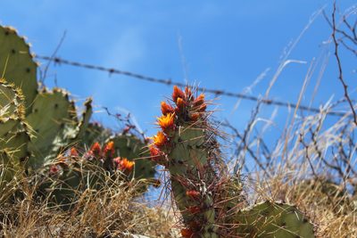 Opuntia stenopetala, photographed by Francisco Martínez González