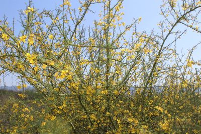 Parkinsonia texana, photographed by Francisco Martínez González
