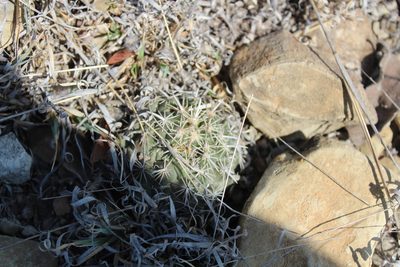 Coryphantha salinensis, photographed by Francisco Martínez González