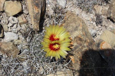 Coryphantha salinensis, photographed by Francisco Martínez González