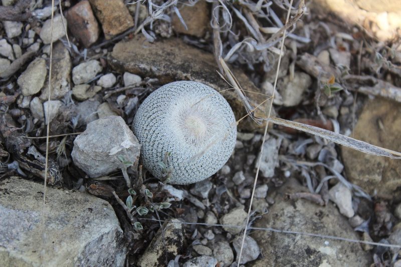 Epithelantha ilariae, photographed by Francisco Martínez González