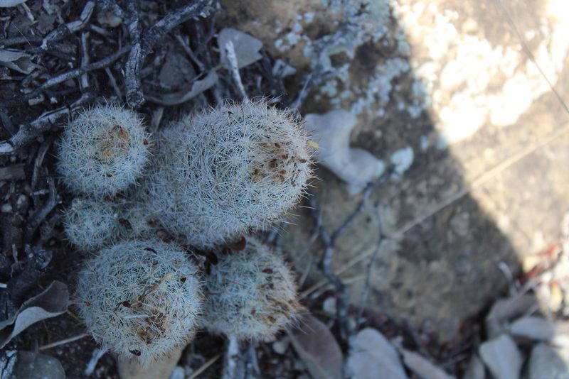 Pelecyphora dasyacantha, photographed by Francisco Martínez González