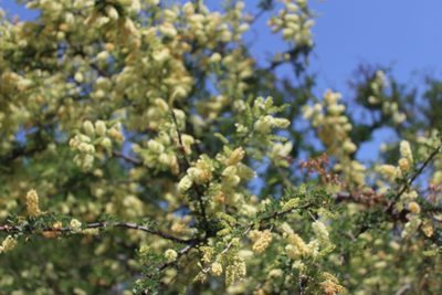 Senegalia wrightii, photographed by Francisco Martínez González