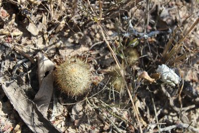 Pelecyphora emskoetteriana, photographed by Francisco Martínez González